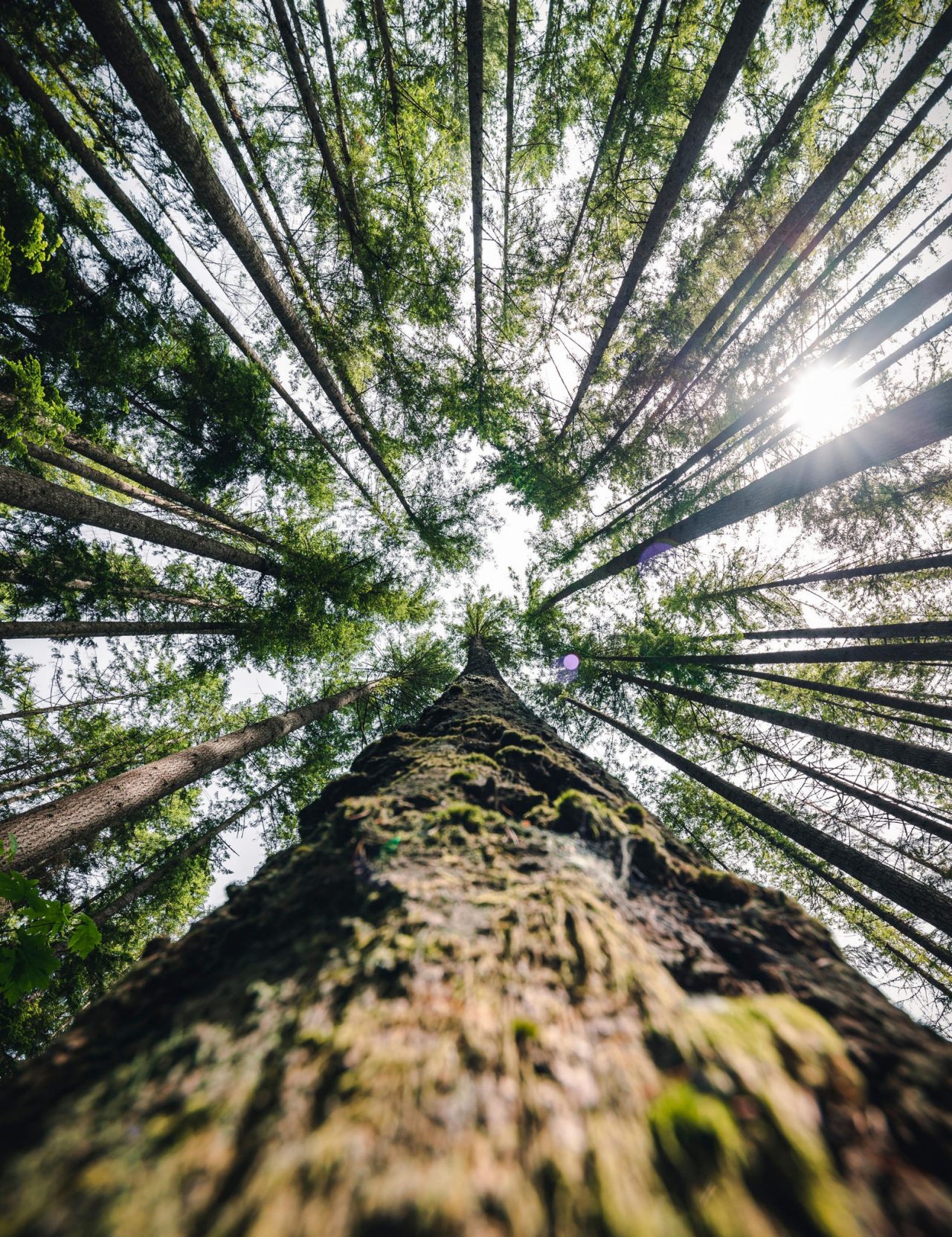 canva-forest-trees-climate-change