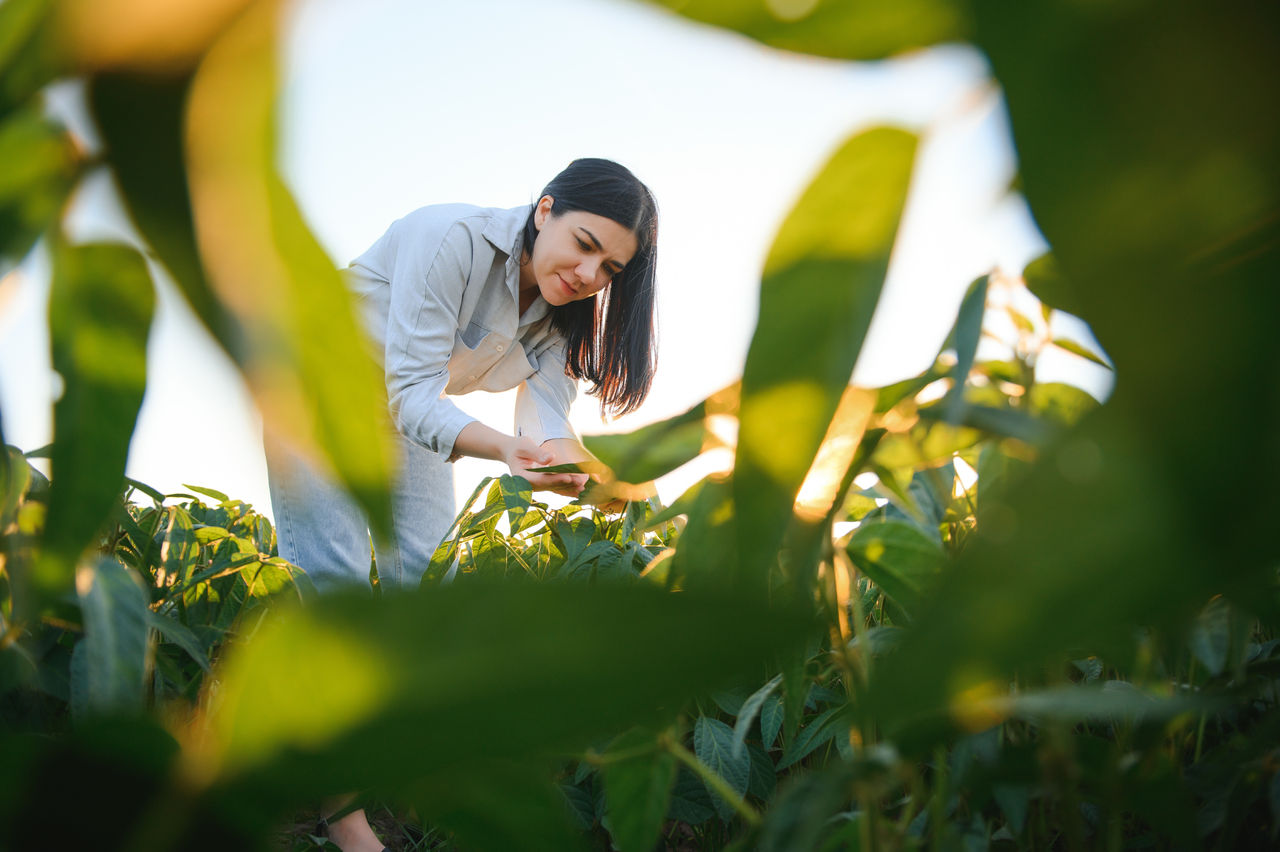 Caucasian female farm worker inspecting soy at field summer evening time